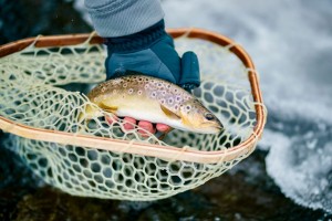 Here's the end result of matching the hatch and some tactical fly fishing awareness paired with some stealth. This is a perfect fly caught wild brown trout.
