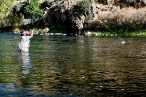 Here's a river trout fisher hooking into a fine wild trout on the dry fly.