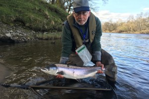 When you hook and land a salmon in Scotland get straight back into the salmon salmon lie as there's always a chance of a quick double when running fish have briefly stopped. This perfect salmon was the 2nd fish this fly fisher caught in 20 minutes of doing exactly what I've just stated on the River Tay near Pitlochry.