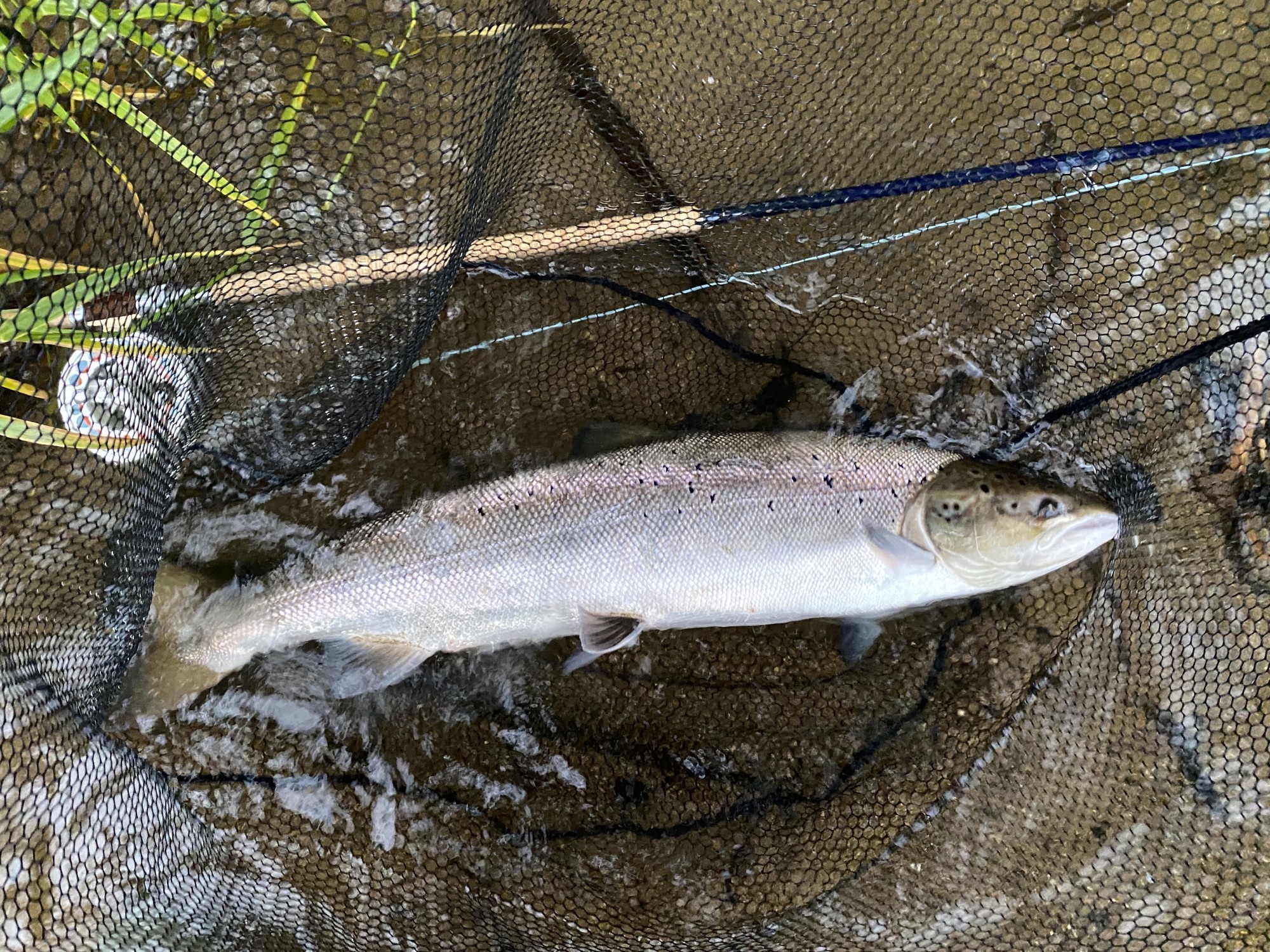 Here's a lovely Summer caught salmon from the River Tay in Perthshire. These salmon start to colour up around the flanks and gill plates once they've been back in the river for a month or two as you can see here. Note the fish friendly fine meshed landing net bag to protect the fish through the landing stage.