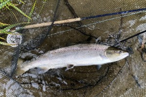 Here's a lovely Summer caught salmon from the River Tay in Perthshire. These salmon start to colour up around the flanks and gill plates once they've been back in the river for a month or two as you can see here. Note the fish friendly fine meshed landing net bag to protect the fish through the landing stage.