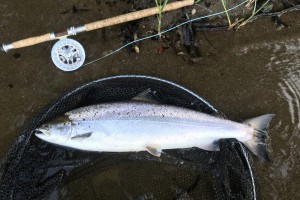 Look at the perfect deep & well built proportions of this fine Spring fish which was caught on the fly during the Spring month of May on the River Tay in Scotland. These Spring fresh run salmon are truly in a class of their own. 